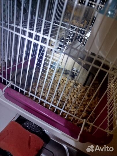 Хомяки джунгарики