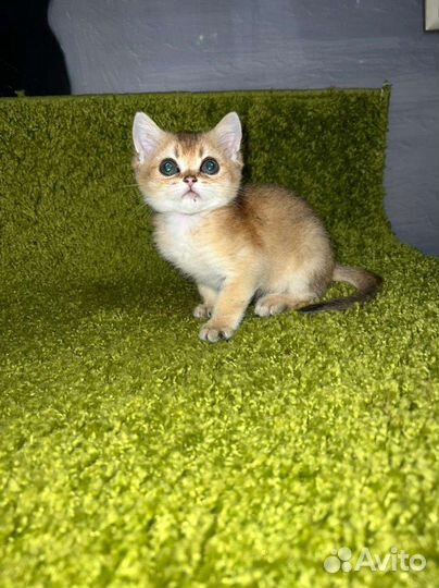 Золотые котята