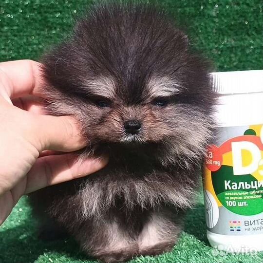 Померанский шпиц мини