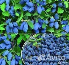 Жимолость саженцы