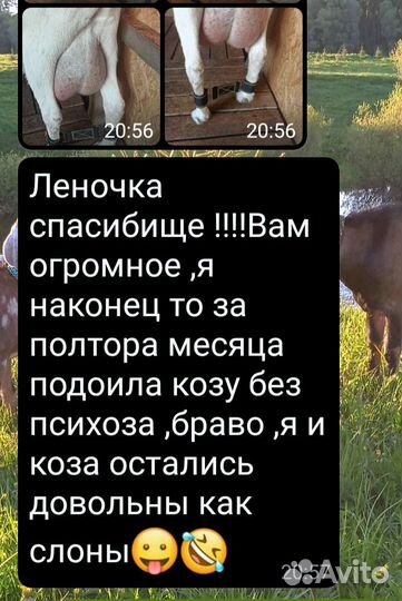 Путы для фиксации ног козы