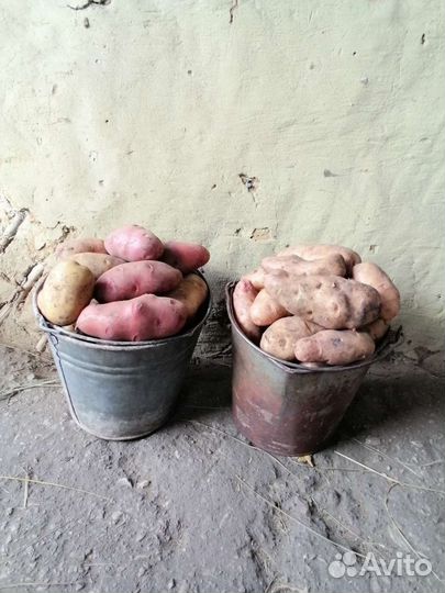 Продам картофель