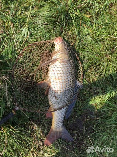 Платная рыбалка