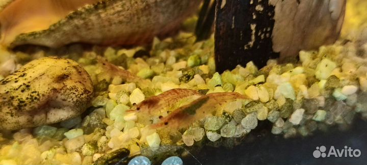 Креветки красные