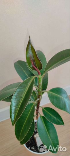 Фикус кустовой эластика Мелани