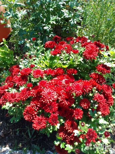 Хризантема