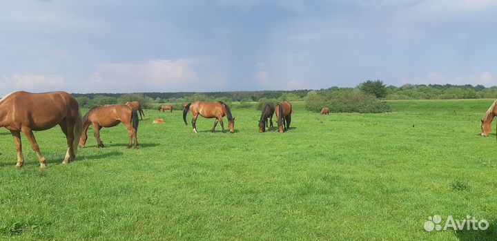 Лошади жеребята