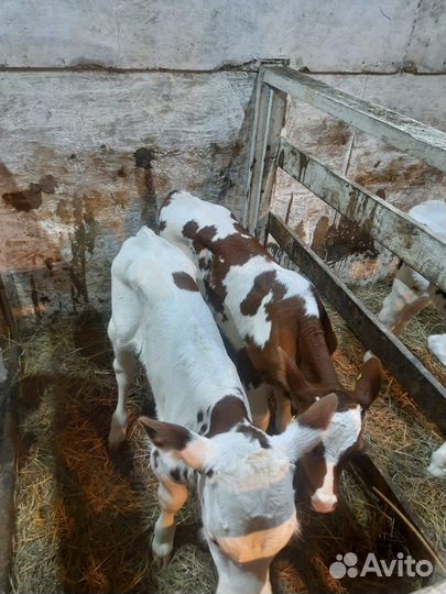 Бычки,телята,быки