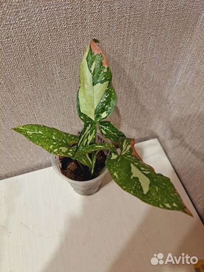 Сингониум ред спот триколор