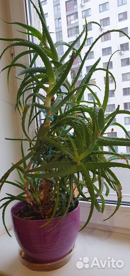 Алоэ лечебный