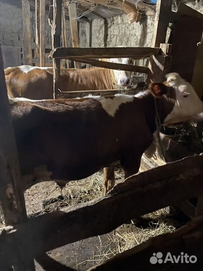 Коровы и телята