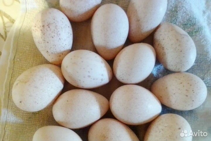 Инкубационное яйцо индюшки