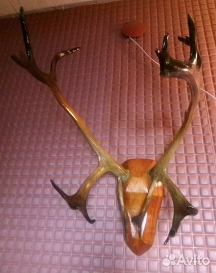 Продам рога оленя