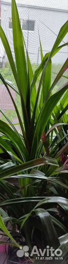 Пальма Пандаус