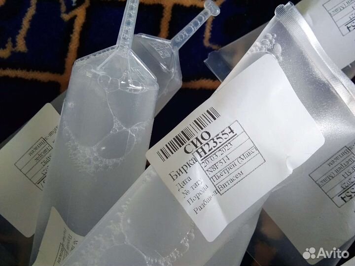 Племенной хряк