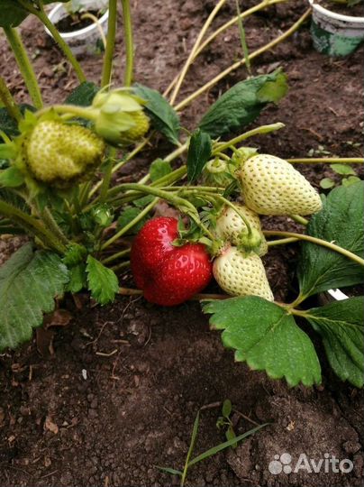 Рассада клубники Альба