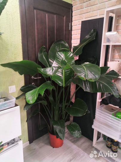 Стрелиция Николая 5 в 1 27/160