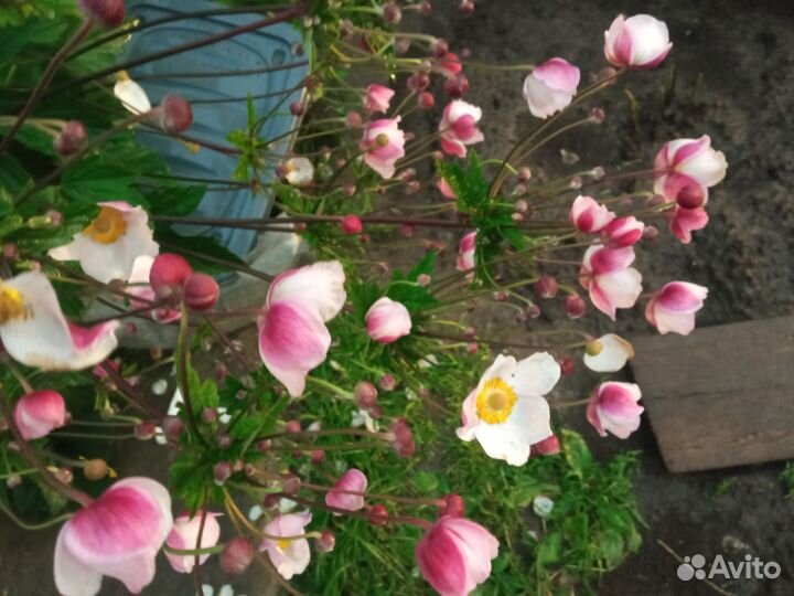 Анемона японская