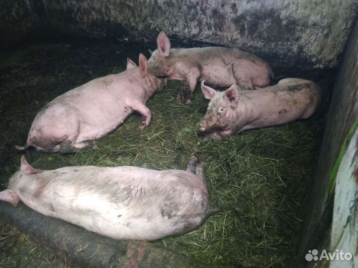 Нутрии, свинина