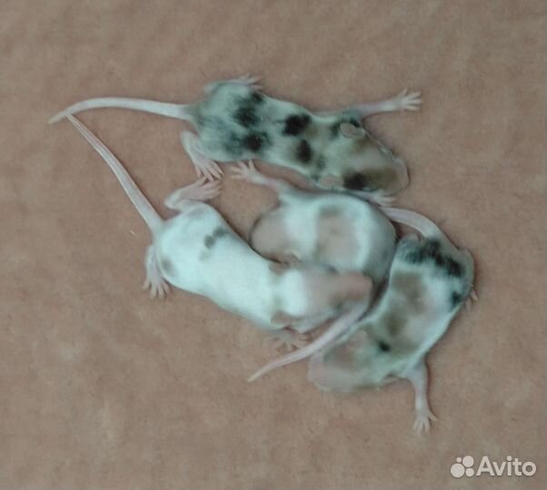 Мыши декоративные