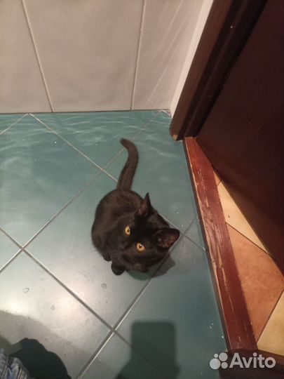 Котенок девочка в добрые руки