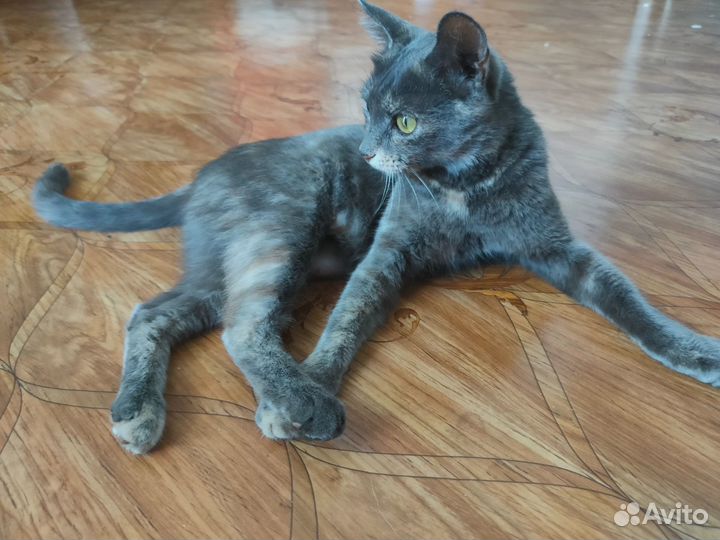 Молодая кошка