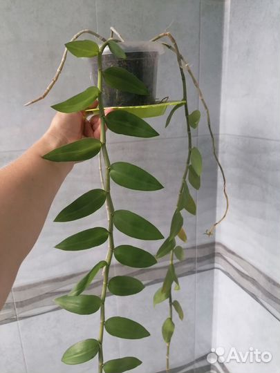 Орхидея дендробиум