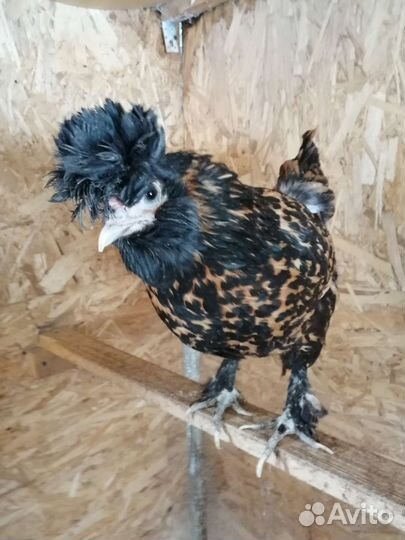 Инкубационное яйцо Павловского золота