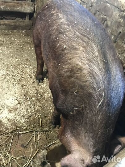 Хряк дюрок на племя