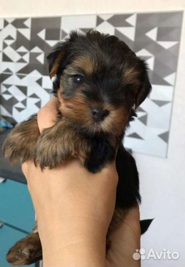 Щенки йорка мини