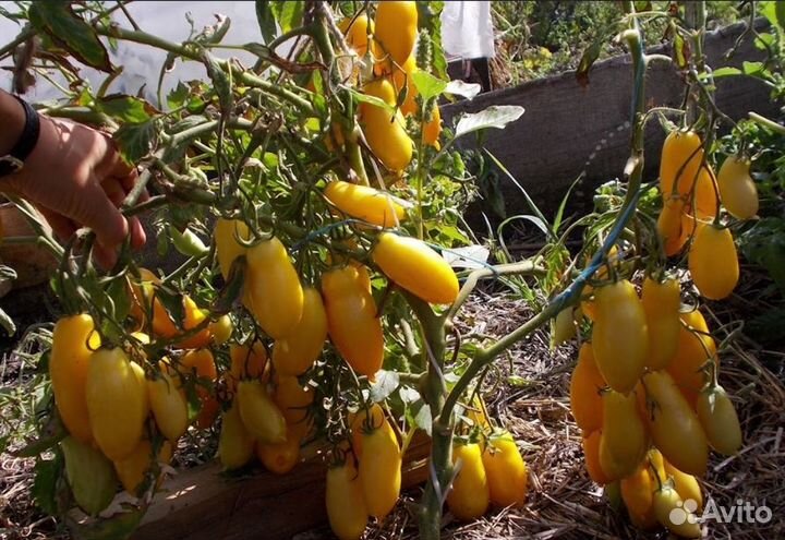 Семена суперурожайного томата Банановые Ноги