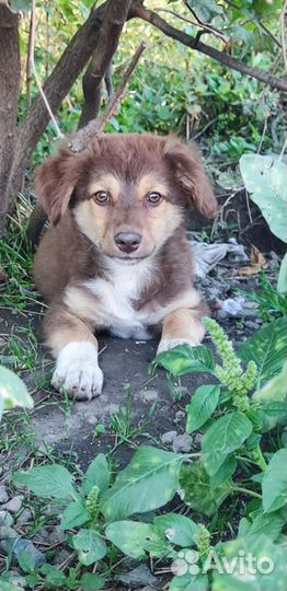 Мальчики и девочки в добрые руки