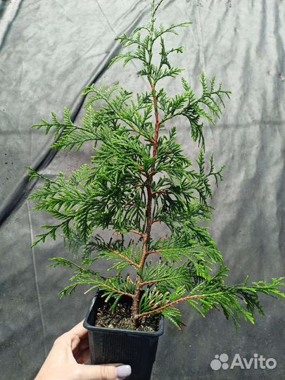 Туя западная 