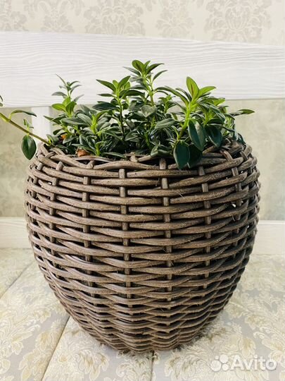 Кашпо горшок для цветов