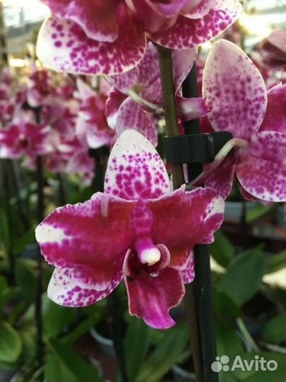 Орхидея пульчерима гибрид