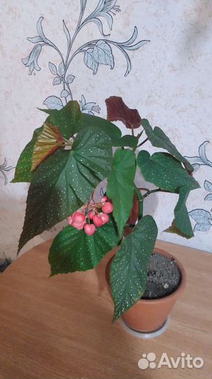 Королевская бегония