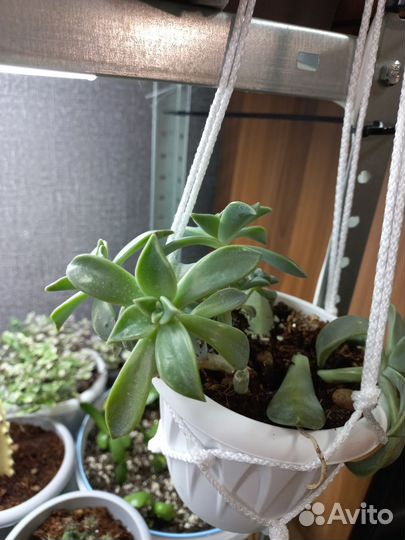 Граптопеталум