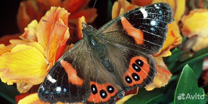 Тропические Бабочки т/б-9