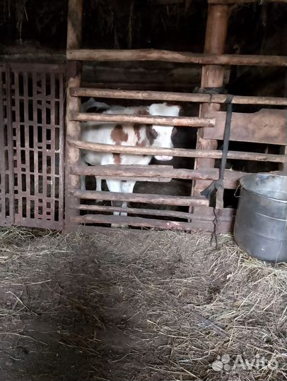 Продам Бычков