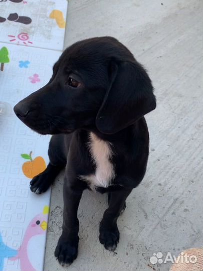 Отдам в добрые руки метис Лабрадора