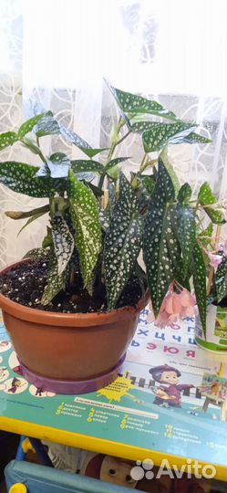 Бегония Рекс Кейн Хотспот