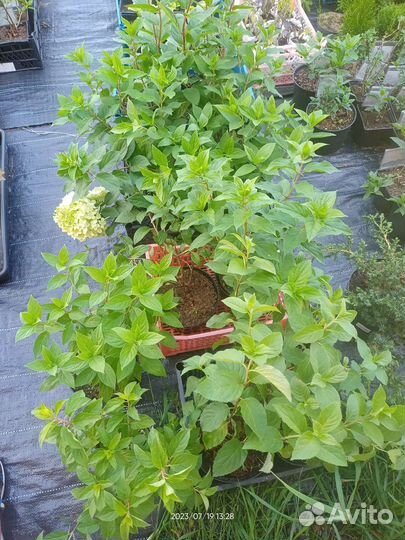 Гортензия Метельчатая