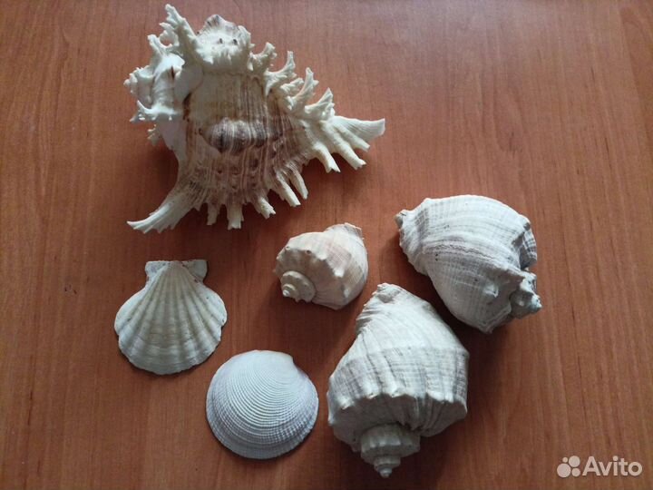 Набор ракушек, рапаны