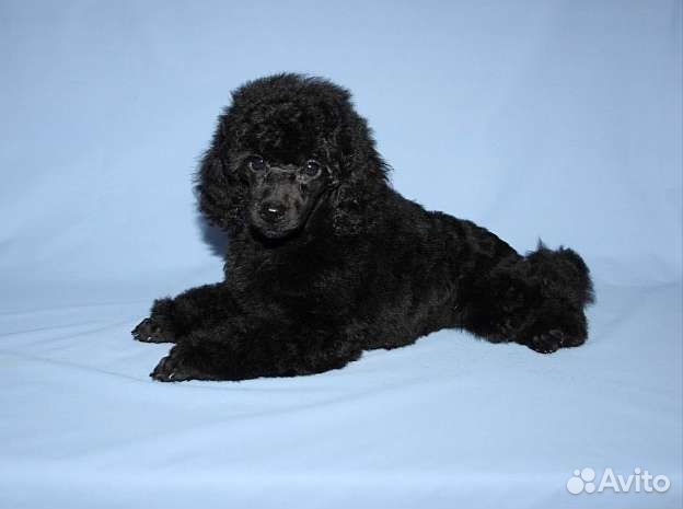 Мальчики и девочки РКФ