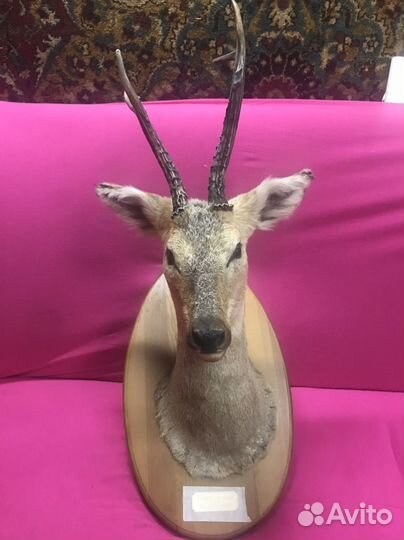 Чучело касули