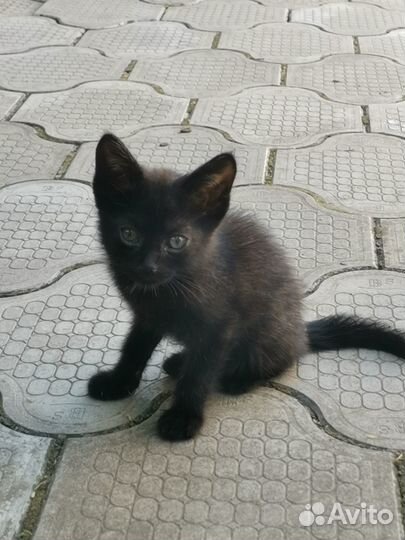 Черный котенок бесплатно