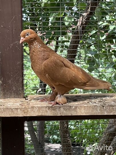 Продажа голубей,благодарненские летные
