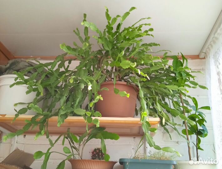 Домашние цветы