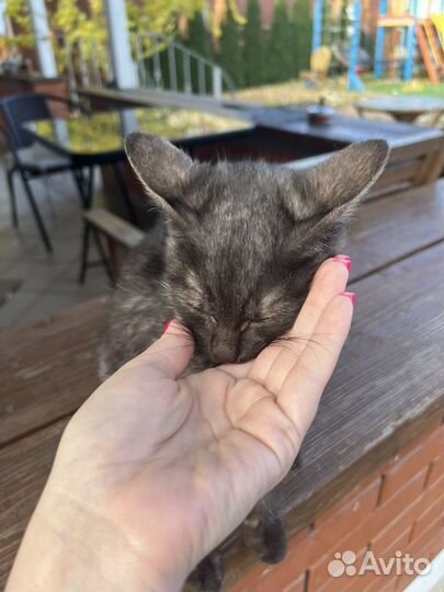 Кошка в добрые