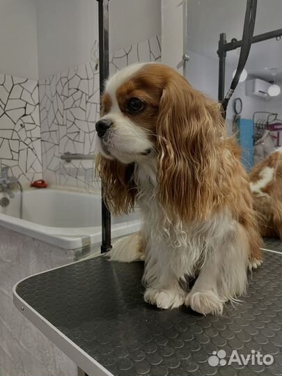 Груминг животных